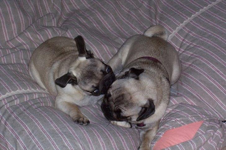 Mops Hugo <3 - Hugo og Tut der slås  billede 11