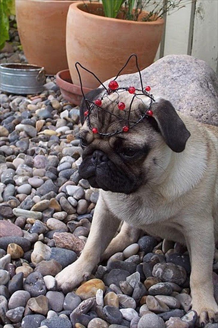 Mops Hugo <3 billede 12