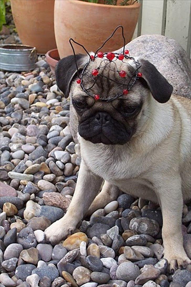 Mops Hugo <3 billede 13