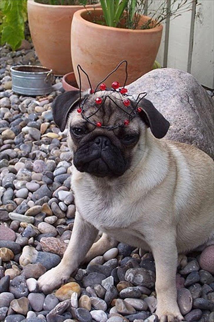 Mops Hugo <3 - kong Hugo <3 billede 14