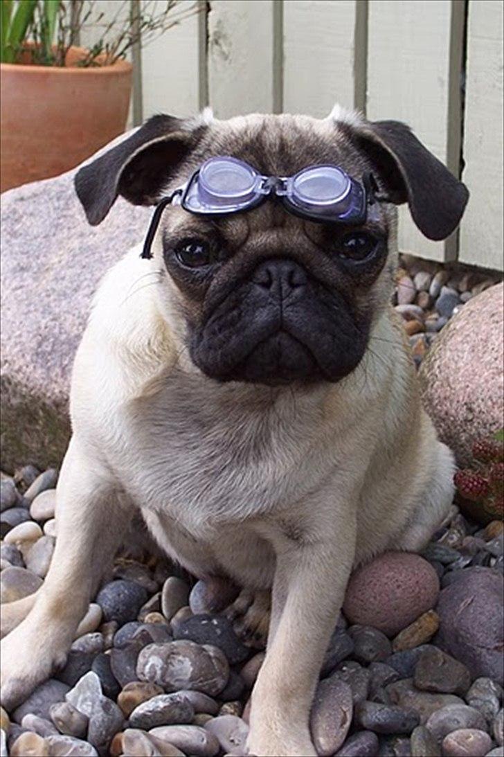 Mops Hugo <3 - så er jeg klar til at tage ud og flyve ;) billede 15