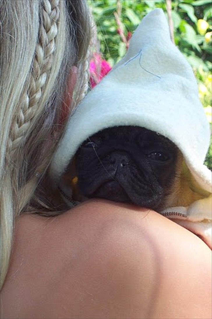 Mops Hugo <3 - baby  billede 16