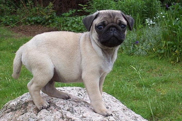 Mops Hugo <3 billede 17