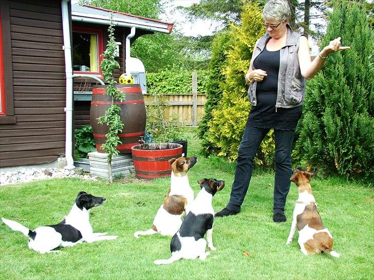 Glathåret foxterrier "Je-ma Spot I love  Porgy billede 9