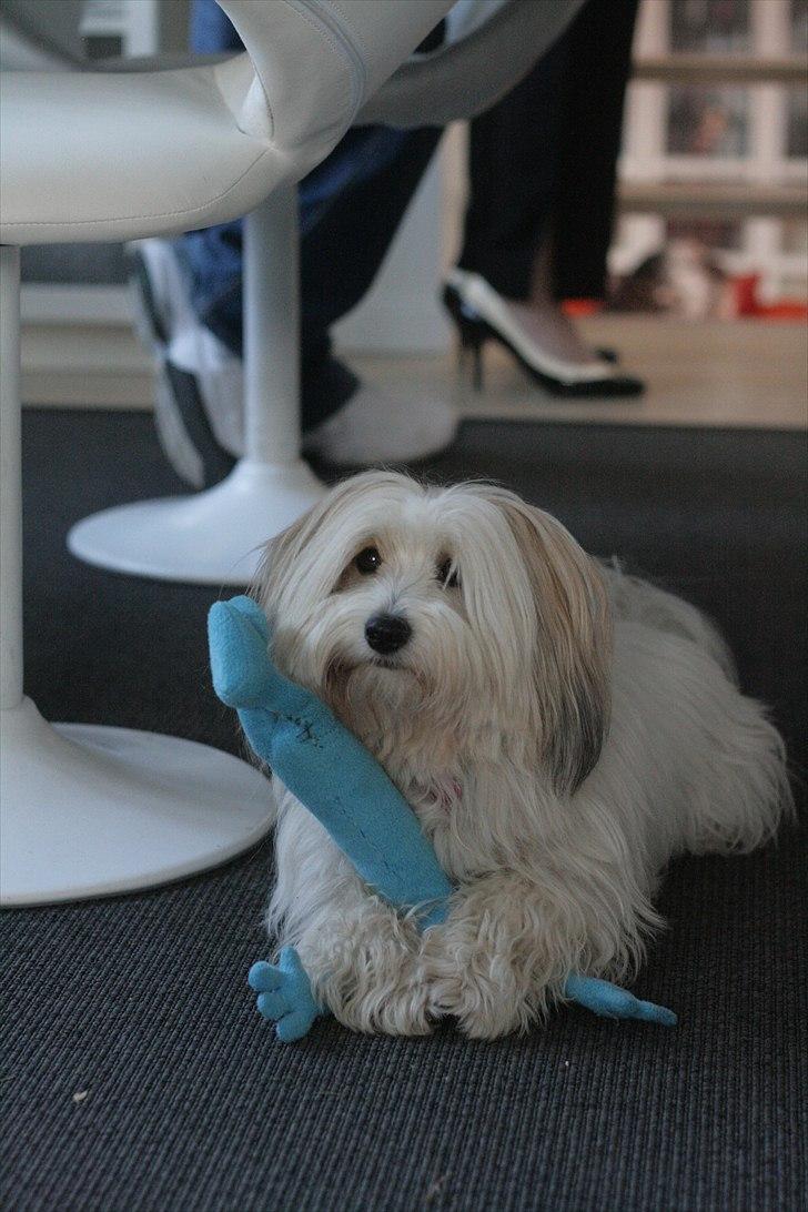 Coton de tulear Kandi - Soul Sister! <3 - hihi! søøøøøøøde! ;) 

Foto: Syrine Glambert Pallisby. billede 17