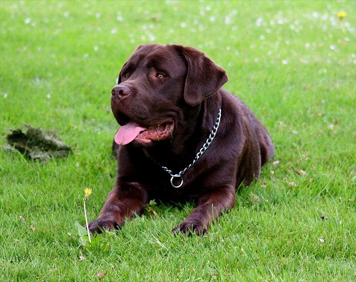 Blanding af racer Morgan billede 6