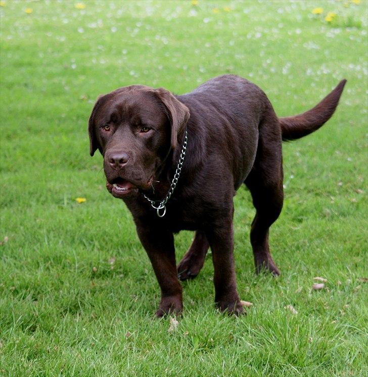 Blanding af racer Morgan billede 7