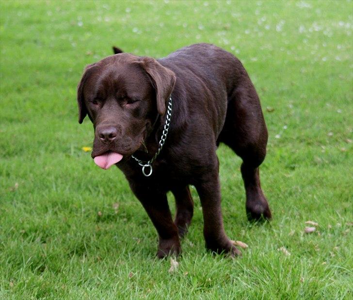 Blanding af racer Morgan billede 8