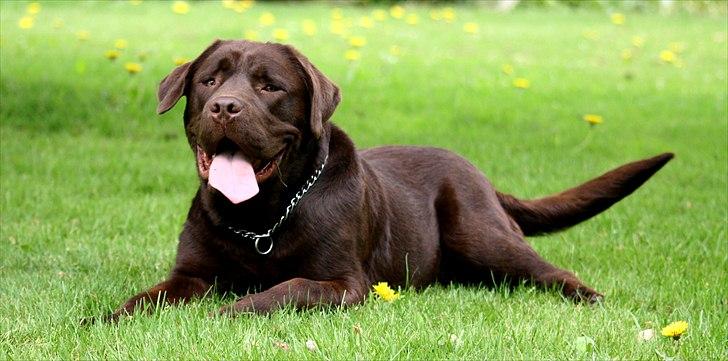 Blanding af racer Morgan billede 9