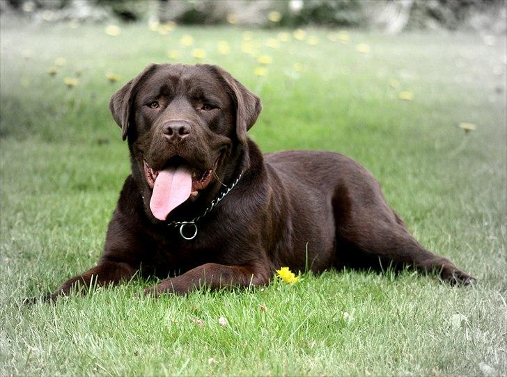 Blanding af racer Morgan billede 10