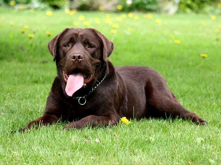 Blanding af racer Morgan billede 11