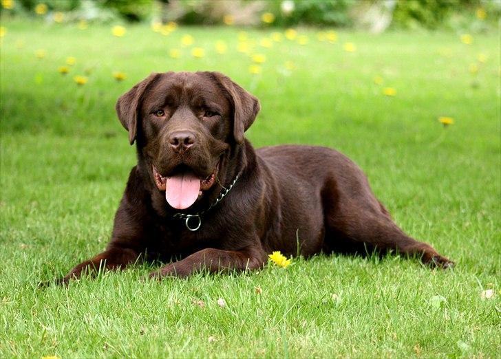 Blanding af racer Morgan billede 12