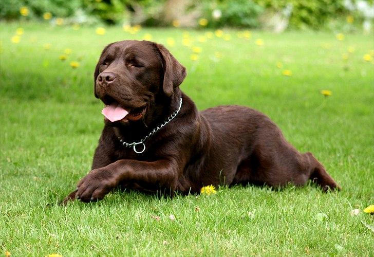 Blanding af racer Morgan billede 13