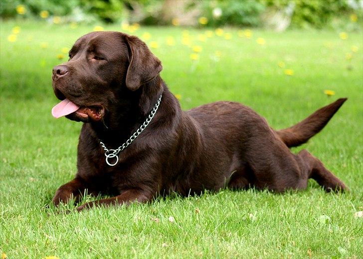 Blanding af racer Morgan billede 14