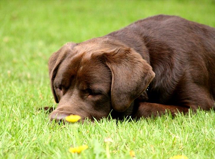 Blanding af racer Morgan billede 15