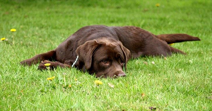 Blanding af racer Morgan billede 16