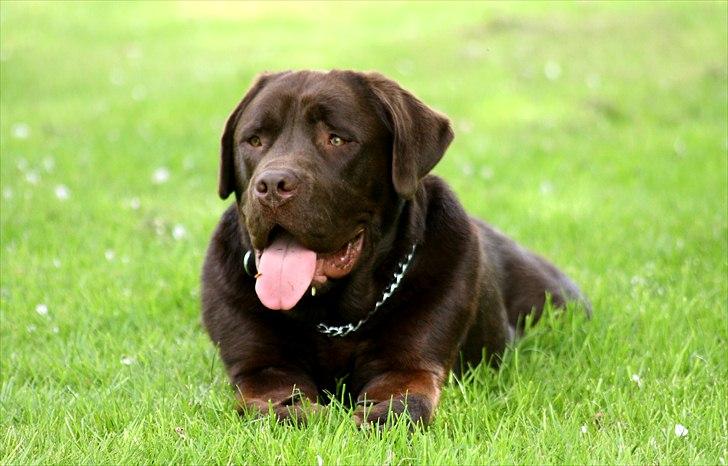 Blanding af racer Morgan billede 1