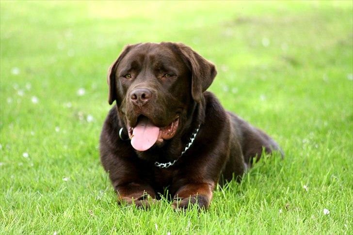 Blanding af racer Morgan billede 17