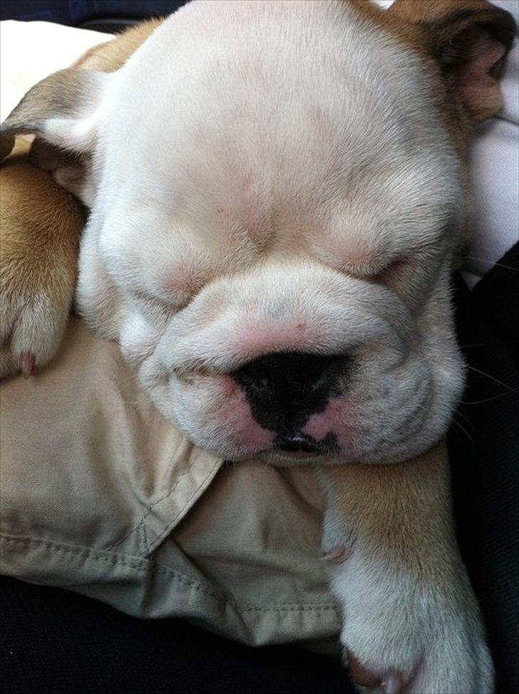 Engelsk bulldog Nala - Lille Nale der er blevet træt efter en køre tur billede 1