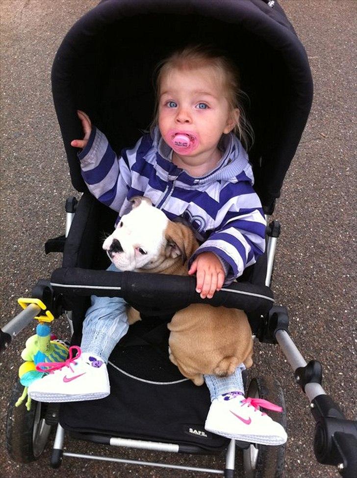 Engelsk bulldog Nala - Kira og Nala billede 2