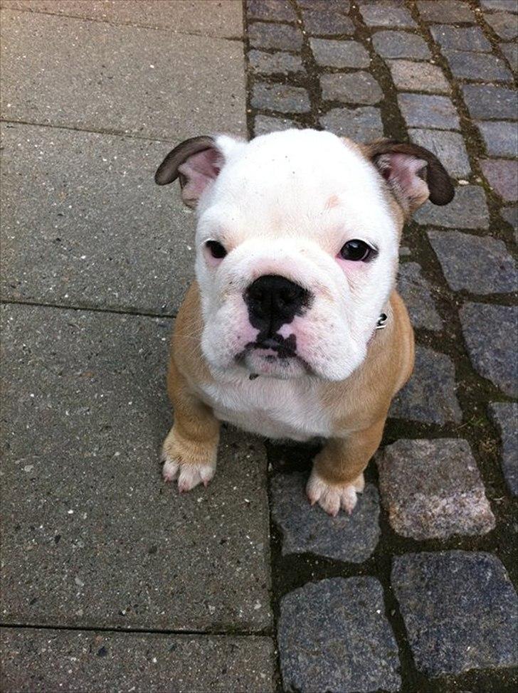 Engelsk bulldog Nala billede 3