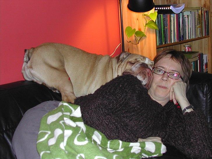 Engelsk bulldog Rudy aka Bassen - Min mor er på besøg. billede 6