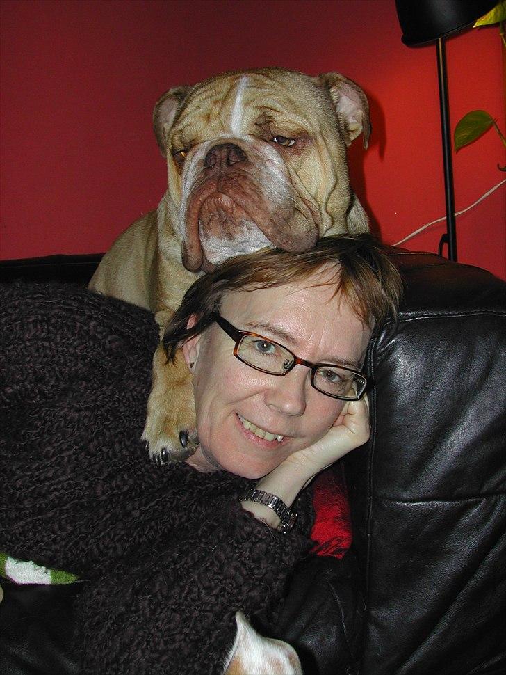 Engelsk bulldog Rudy aka Bassen billede 7