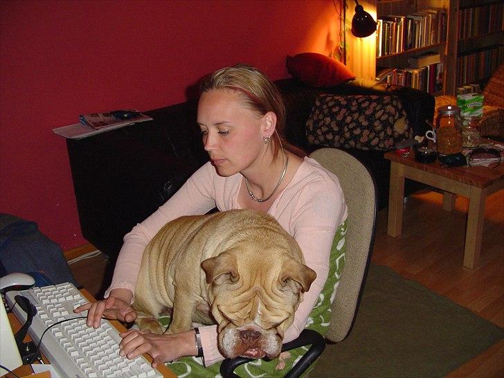 Engelsk bulldog Rudy aka Bassen - Jeg har haft ham i et par måneder, han er en rigtig tryghedsnarkoman. billede 5