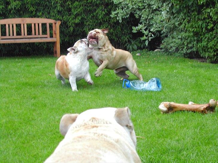 Engelsk bulldog Rudy aka Bassen billede 8