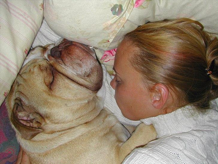 Engelsk bulldog Rudy aka Bassen - El lille lur på sofaen. billede 10