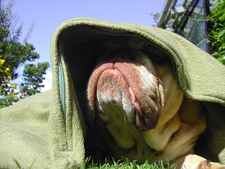 Engelsk bulldog Rudy aka Bassen - Sith-fyrstens planlægger sit næste træk. billede 12