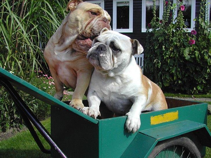 Engelsk bulldog Rudy aka Bassen billede 13