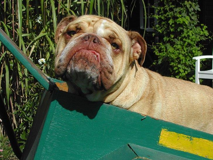 Engelsk bulldog Rudy aka Bassen billede 1