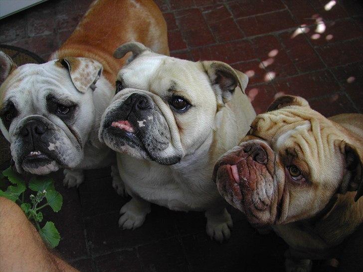 Engelsk bulldog Rudy aka Bassen billede 14