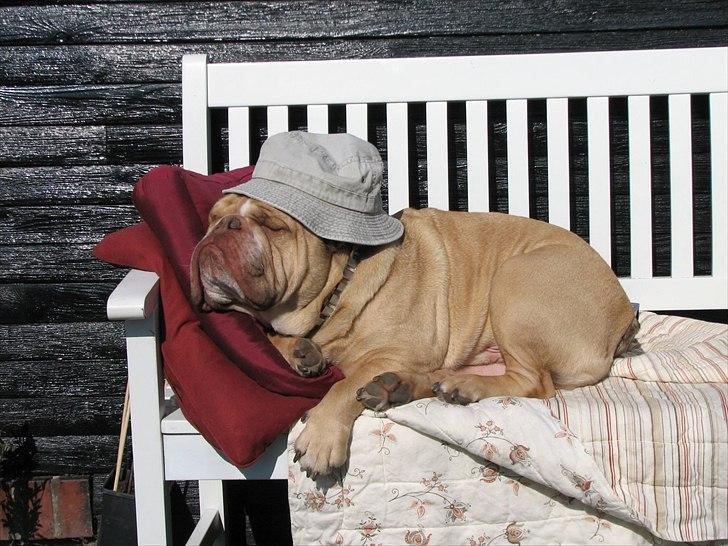 Engelsk bulldog Rudy aka Bassen billede 15