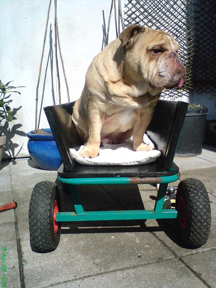 Engelsk bulldog Rudy aka Bassen billede 19