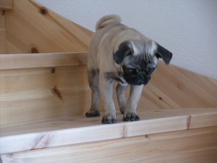 Mops Ludvig billede 6