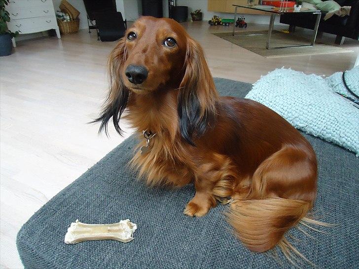 Gravhund Sofus billede 7