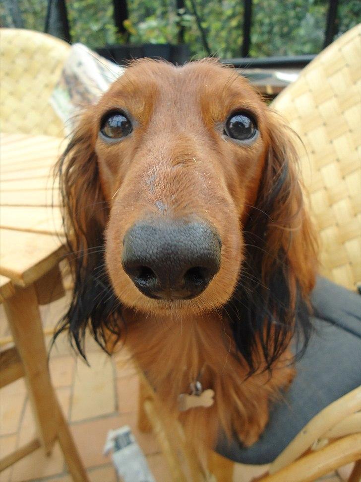 Gravhund Sofus billede 8