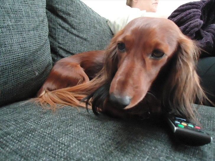 Gravhund Sofus billede 10