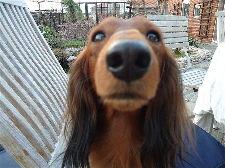 Gravhund Sofus billede 13