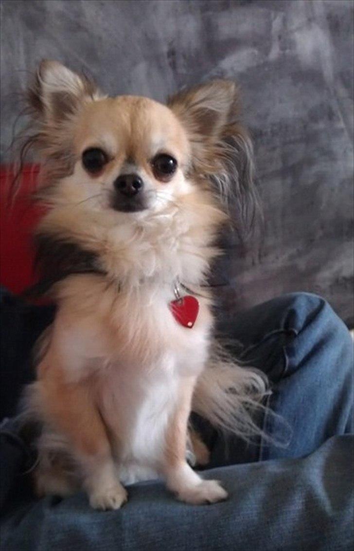 Chihuahua | Jacko - # Billede 1 billede 1