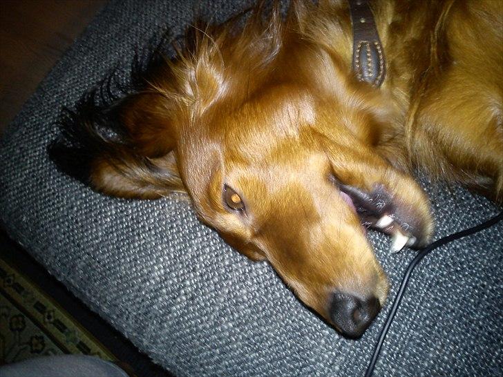 Gravhund Sofus billede 16