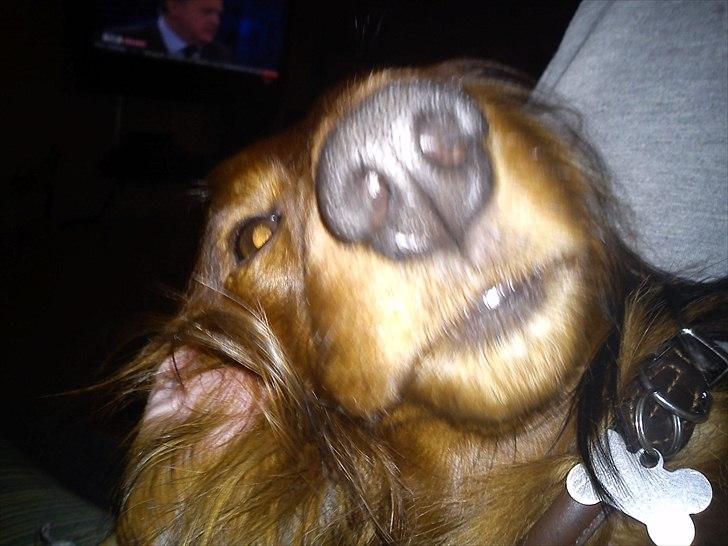 Gravhund Sofus billede 17