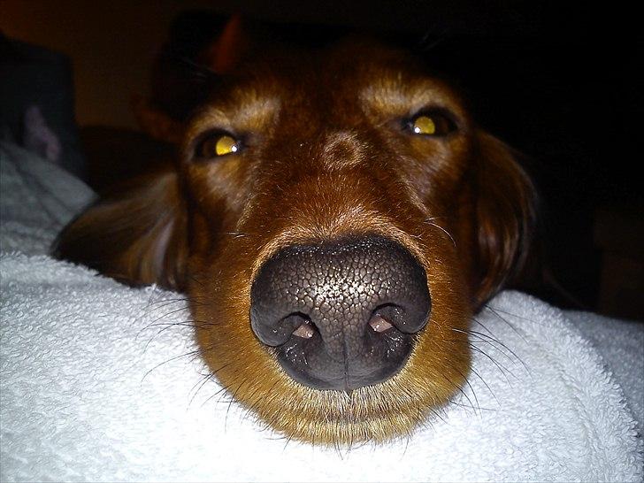 Gravhund Sofus billede 18