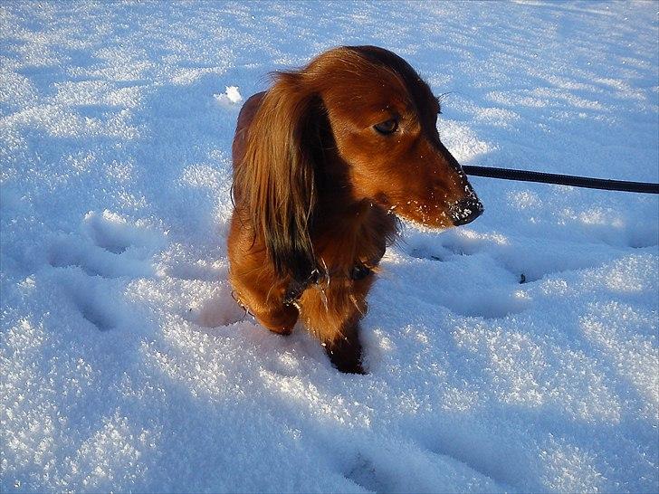 Gravhund Sofus billede 19