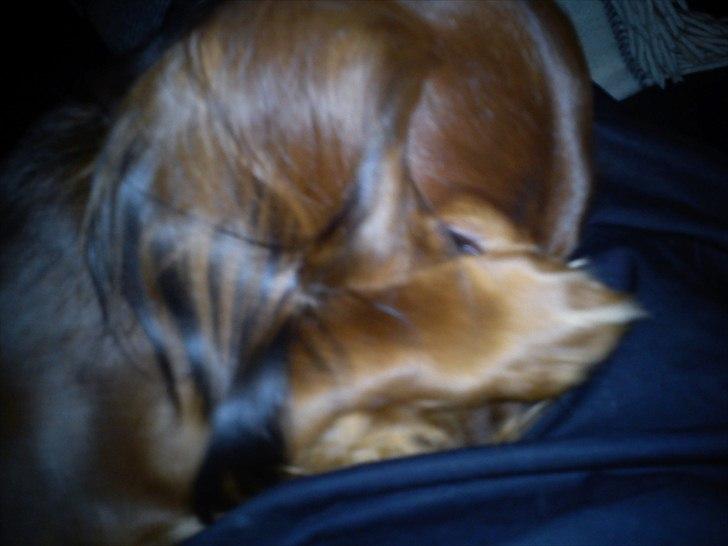 Gravhund Sofus billede 20