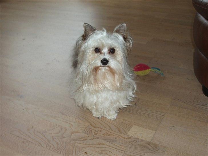 Biewer yorkshire terrier BAILEY billede 8