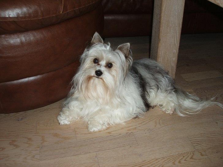 Biewer yorkshire terrier BAILEY billede 9