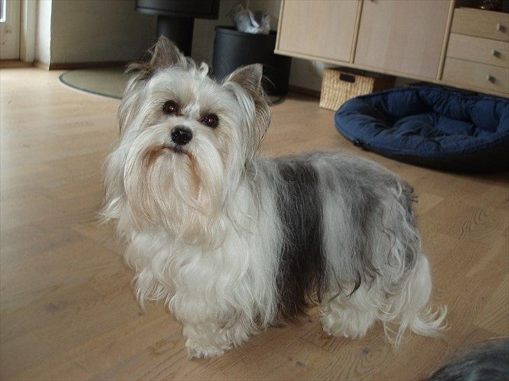 Biewer yorkshire terrier BAILEY billede 10